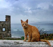 Гибралтарская кошка / Модель сама потребовала съёмку..