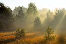 Во время утренней росы / Раннее осенне-белорусское утро. На опушке леса.
