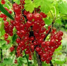 ах лето - лето. / красная смородина
