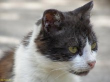 Кошка / ...