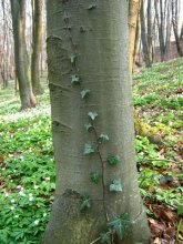 До сонця / Гуляючи лісом зловив момент