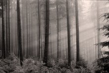Утро в еловом лесу / Фотографировал Зенитом