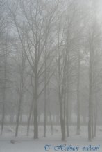 Зимний туман / С Новым годом!