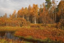 ОСЕННИЕ КРАСКИ / На болоте