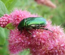 Зеленый жук / Зеленый жук на ветке розовых цветов,
питается нектаром - подарочком богов.
Быть может это - последний день его,
но столько сделано за жизнь жука всего...