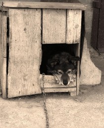 Собачкин день / Рекс в печали