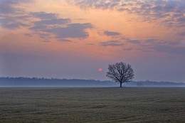 &nbsp; / Рассвет, одинокое дерево