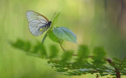 Смутные воспоминания бабочки о прошлых метаморфозах / Лето, бабочка, папоротник