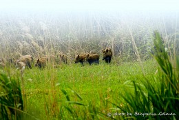Wild boars / Early in the morning the herd of wild wild boars leaves canes