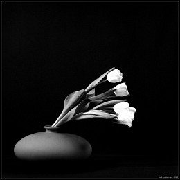 Красные тюльпаны / Bronica-S2, Orwo NP20