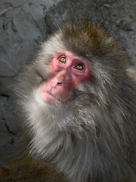 обезьяна макака / обезьяна макака в японском зоопарке