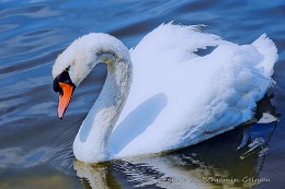 Лебедь / A white swan floats on the lake