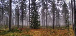 Туманный лес / Два снимка