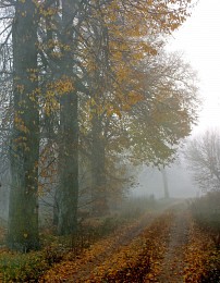 поздняя осень / туман, осень
