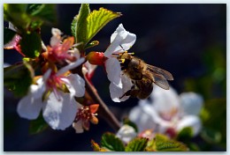 Весна! / Весна и пчелки!