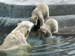 Мама, почему вода мокрая?... / Снова медведица Симона с детками
