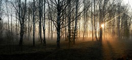 Весеннее утро / Утро весной в лесу