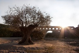 Акведук Пон-дю-Гар и старая олива / Весна и утро, Франция