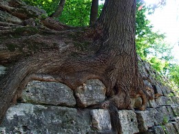 ...и на камнях растут деревья... / корни