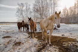 Лошадки / _ _ _