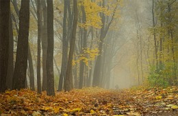 Октябрьские туманы / Осень