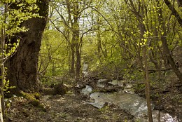 В весеннем лесу / Я люблю гулять по весеннему лесу: когда поют птицы, журчит ручей, солнце улыбается сквозь листву свежей зелени и я иду искать цветы. И поёт душа...
