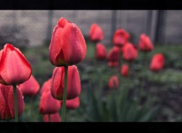 Червоні тюльпани / тюльпани після дощу