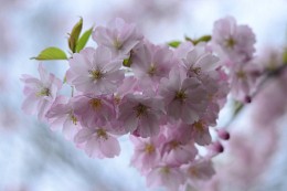 Весна цветущая / уголок ботанического сада