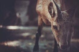 Dear Deer / Спонтанный кадр из Пражского зоопарка
