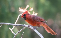 Northern Cardinal / Northern Cardinal