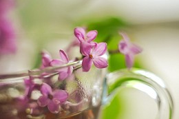 Чай с ароматом сирени / Гелиос 81Н
