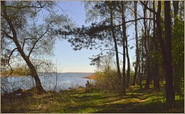 в лесу у берега / минское море