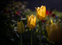 Сонячні тюльпани / Тюльпани