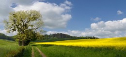 Весенний колорит / Из велопрогулки по Нидерландам
