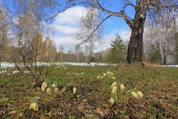 Подснежники / описание