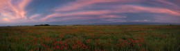 Маковый вечер / Маковые поля, Алматинская область