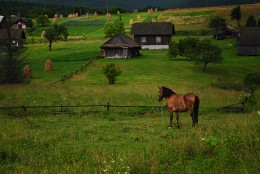 кінь / село