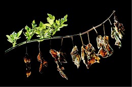 Пятничный переход / Ветка