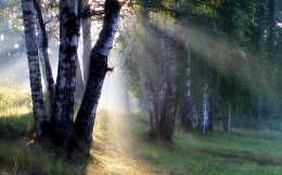 Утро в березняке / Петербург. Парголово