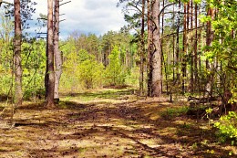 в лесу / лесной пейзаж в мае