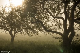 Утром в яблоневом саду / Рассвет в тумане