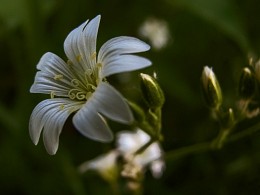 floret / floret