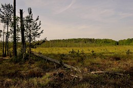 высшее болото / клюквенное болото осенью