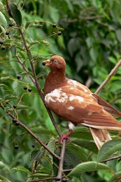 голубь с ягодой / фото из окна