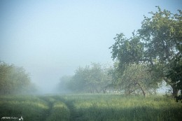 Туманное утро в яблоневом саду / Туманное утро