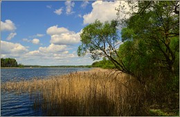 тростник вдоль берега / минское море