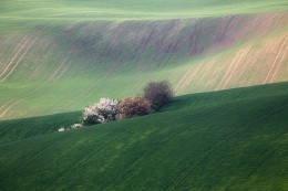 Среди бархата / ***