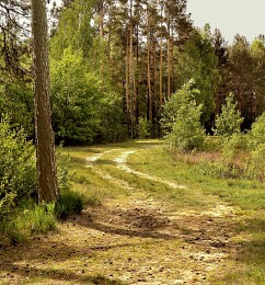 лесная дорога / в лес ведет дорога