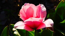 Весна-прекрасная пора / Цветок тюльпана в солнечном свете