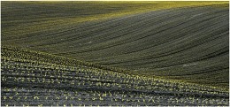 Empty Spring Field / Empty Spring Field